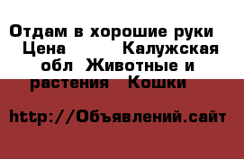 Отдам в хорошие руки  › Цена ­ 100 - Калужская обл. Животные и растения » Кошки   
